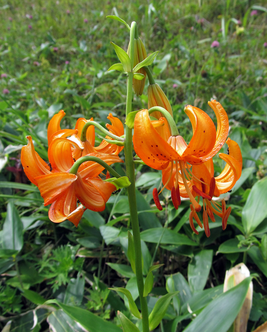 Изображение особи Lilium distichum.