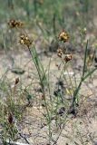 Carex physodes