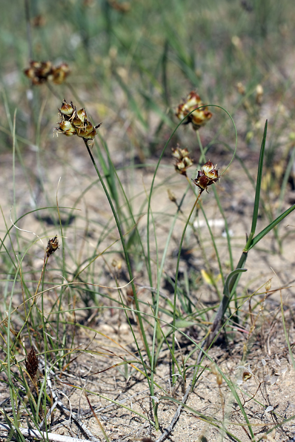 Изображение особи Carex physodes.