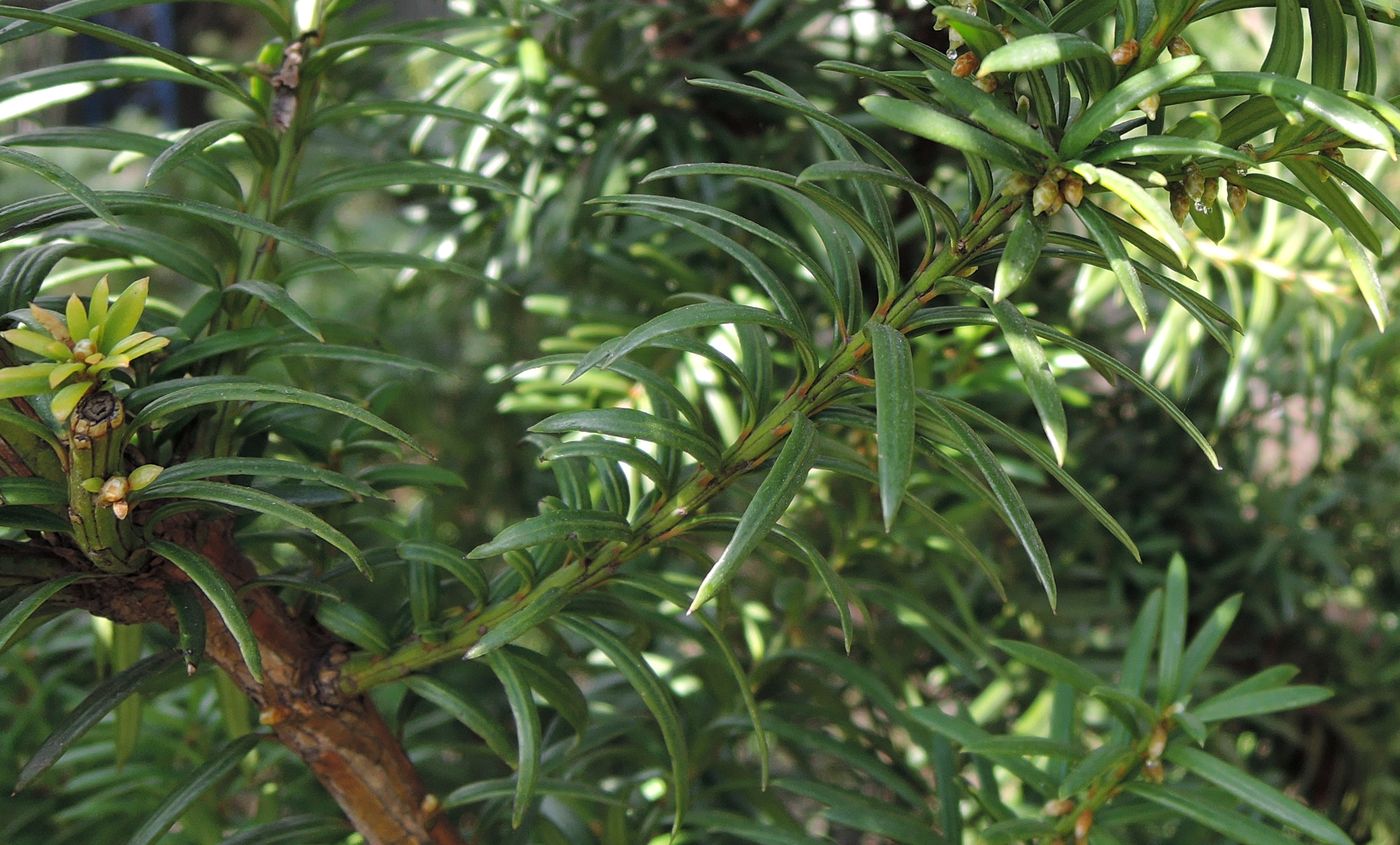 Image of Taxus &times; media specimen.