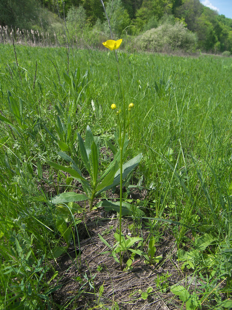 Image of Ranunculus pedatus specimen.