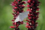 Echium russicum