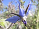 Borago officinalis. Цветок. Испания, автономное сообщество Каталония, провинция Жирона, комарка Баш Эмпорда, муниципалитет Калонже, кромка поля. 15.05.2016.