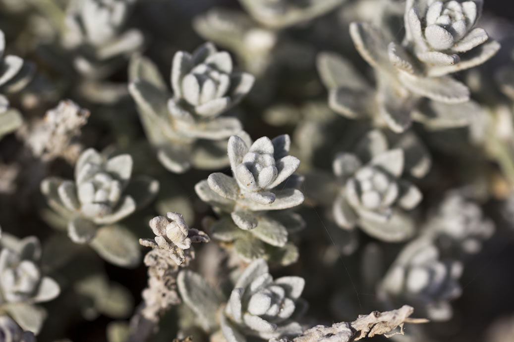 Изображение особи Otanthus maritimus.