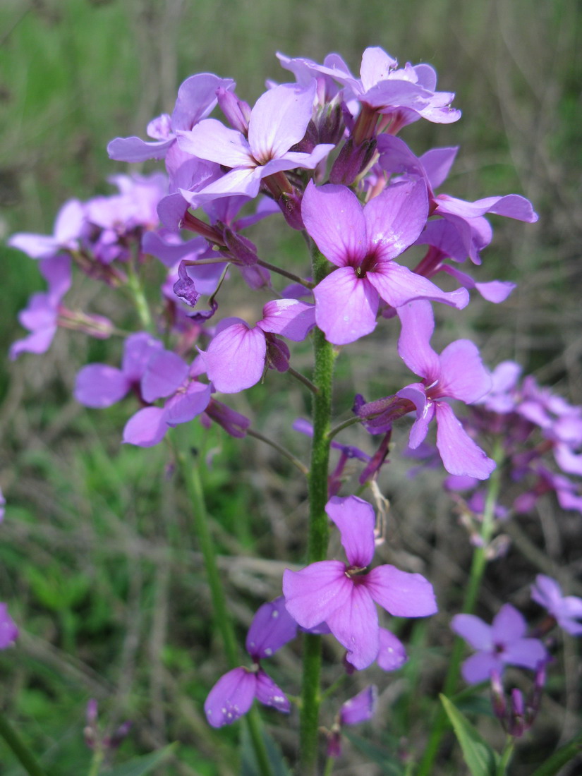 Image of Hesperis pycnotricha specimen.