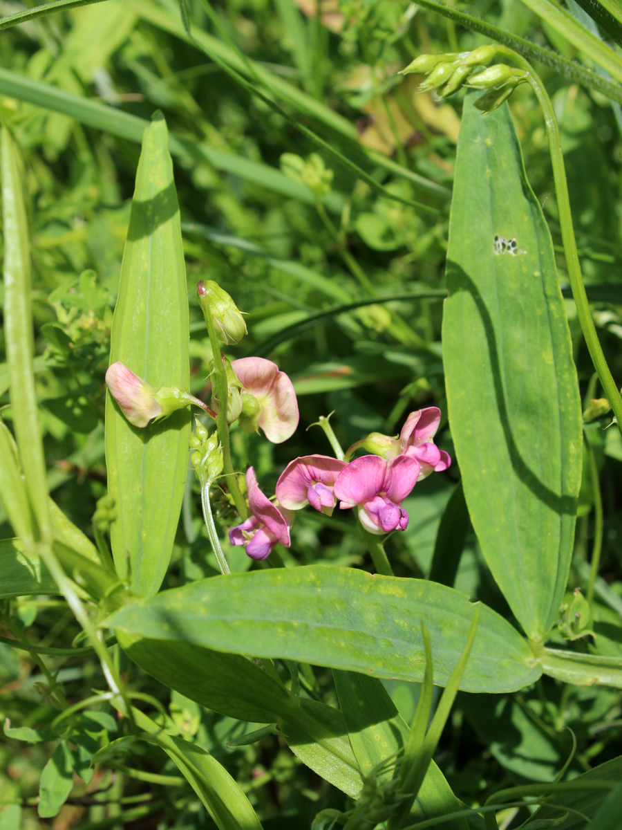 Изображение особи Lathyrus sylvestris.