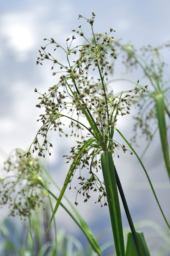 Изображение особи Scirpus radicans.