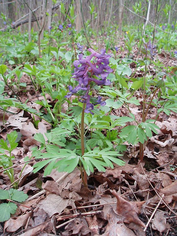 Image of Corydalis solida specimen.