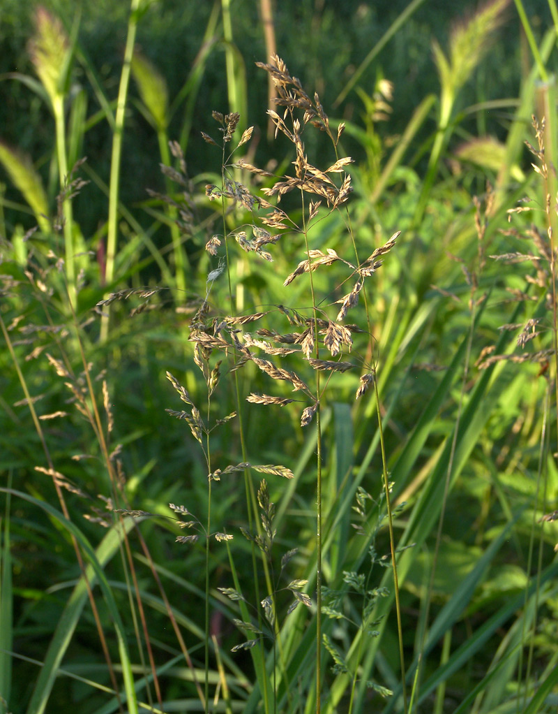 Image of Poa pratensis specimen.