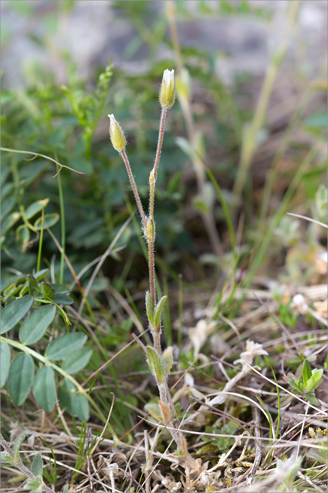 Изображение особи Cerastium alpinum.