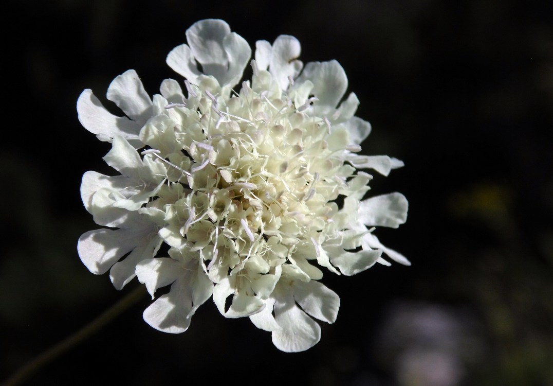 Изображение особи Scabiosa bipinnata.