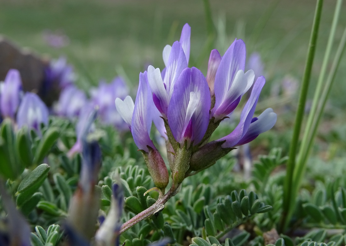 Изображение особи Astragalus argutensis.