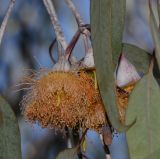 Eucalyptus caesia