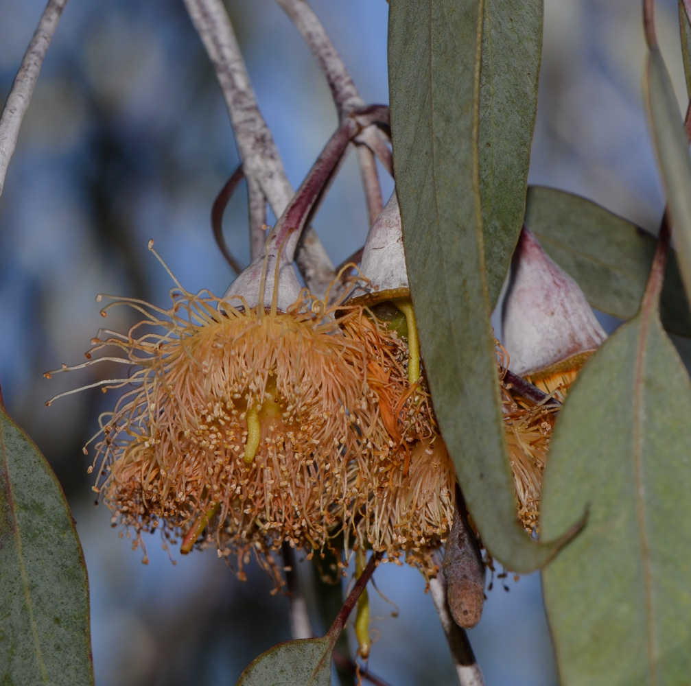 Изображение особи Eucalyptus caesia.