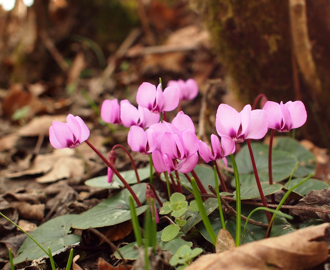 Image of Cyclamen coum specimen.