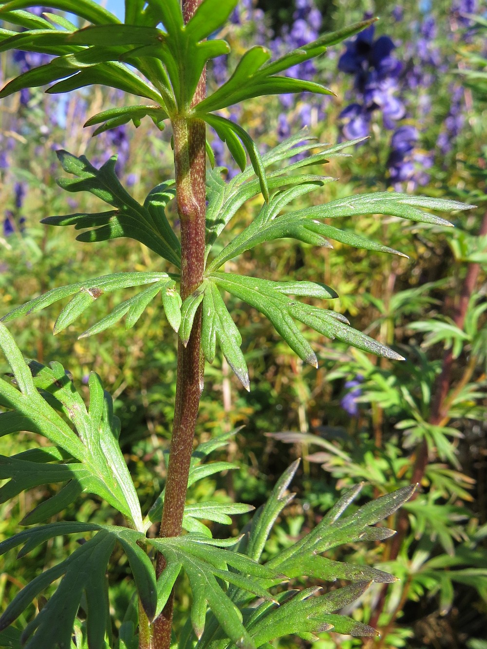 Изображение особи Aconitum altaicum.