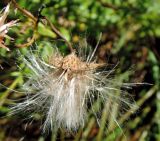 Cirsium setosum. Соплодие. Московская обл., г. Электрогорск, залежь на северном берегу Стахановского озера. 27.08.2016.