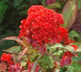 Celosia cristata. Соцветие. Узбекистан, г. Ташкент, Ботанический сад им. Ф.Н.Русанова. 01.09.2016.