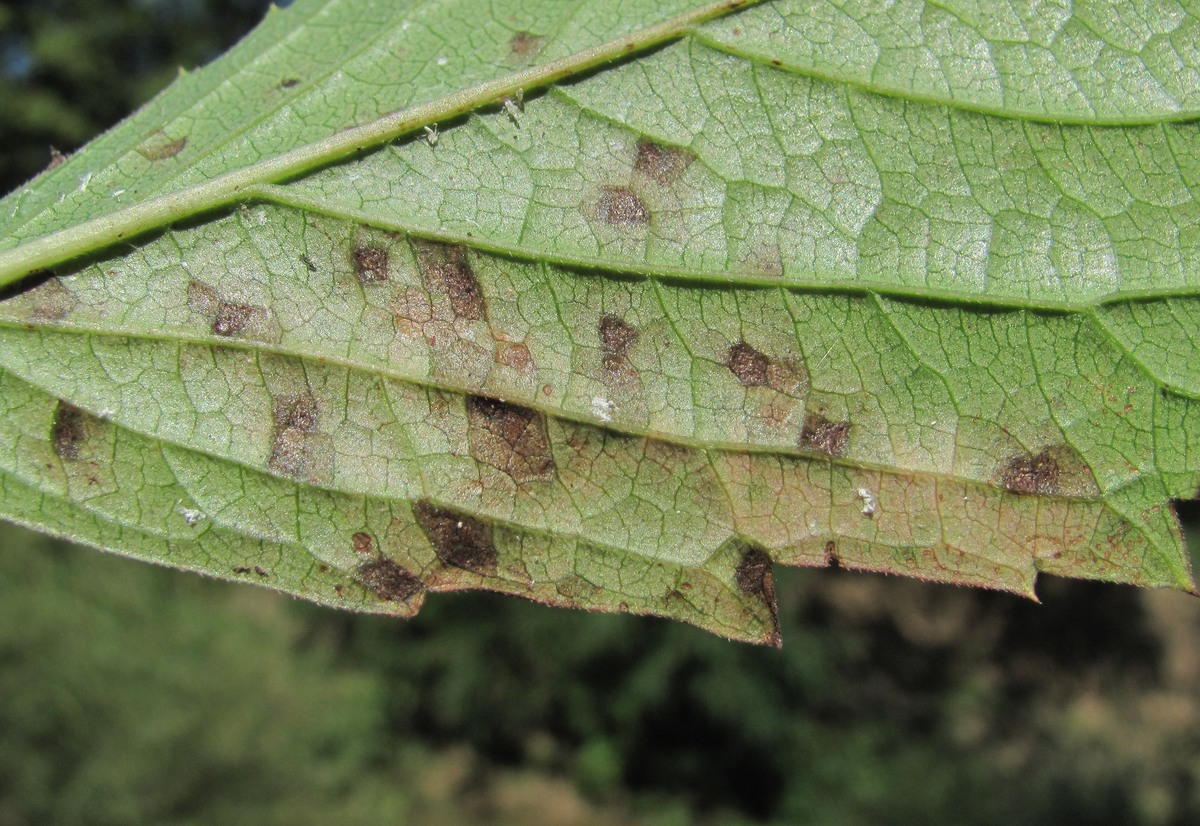 Image of Parthenocissus quinquefolia specimen.