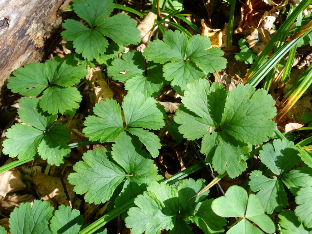 Image of Waldsteinia ternata ssp. maximowicziana specimen.