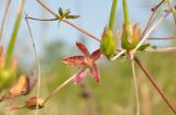 Geranium dahuricum