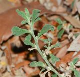 Galenia pubescens