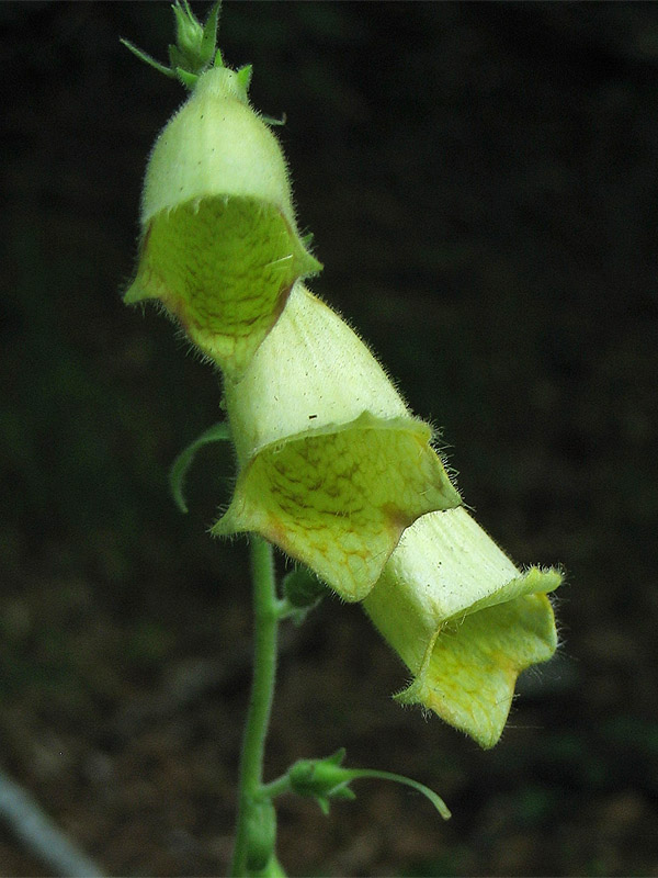 Image of Digitalis grandiflora specimen.
