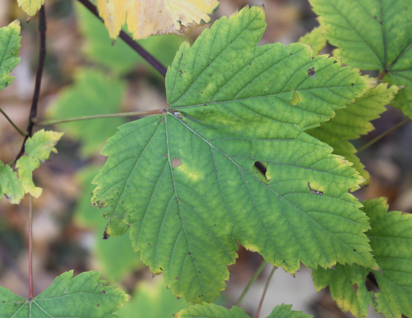 Image of Acer glabrum specimen.