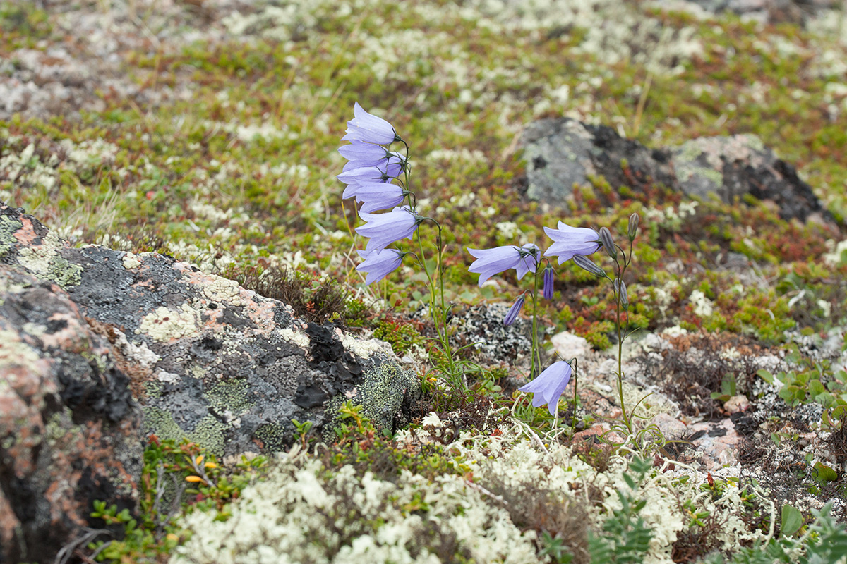 Изображение особи Campanula rotundifolia.