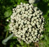 Allium cepa. Созревающее соплодие (вид сверху). Восточный Казахстан, Уланский р-н, с. Украинка, дачный участок. 13.08.2016.
