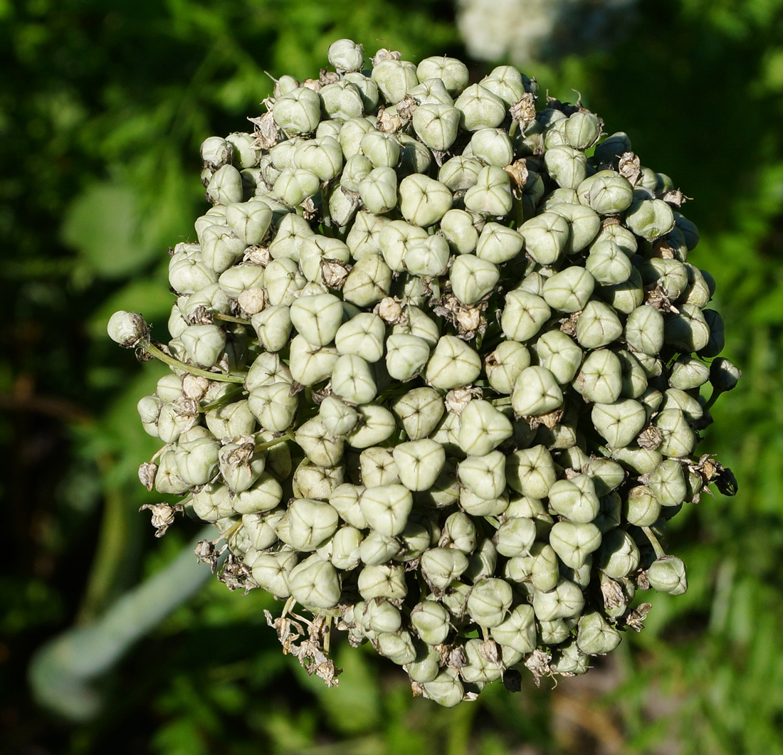 Image of Allium cepa specimen.