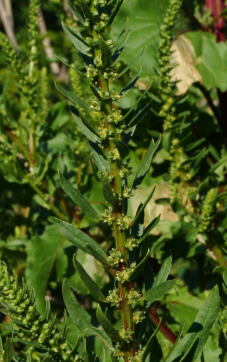 Image of Beta vulgaris specimen.