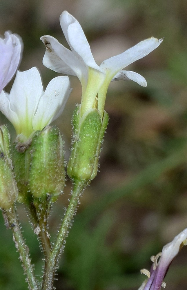 Изображение особи Parrya albida.