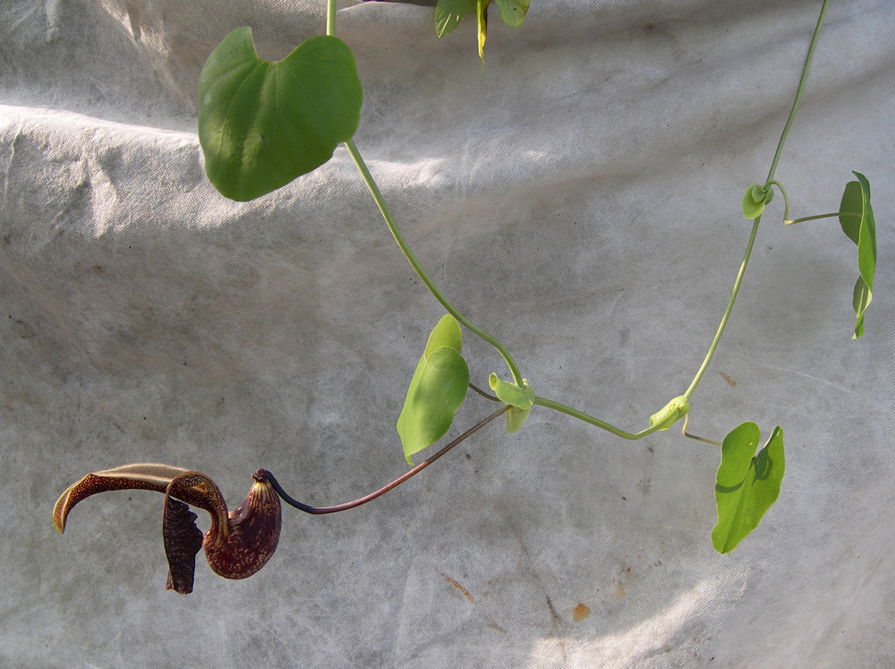 Изображение особи Aristolochia ringens.