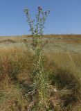 Cirsium ukranicum. Цветущее растение. Украина, Запорожский р-н, Дурная балка, разнотравная степь. 17.07.2016.