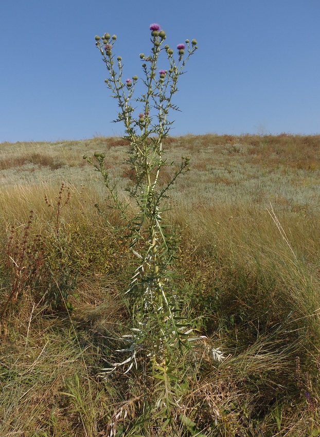 Image of Cirsium ukranicum specimen.