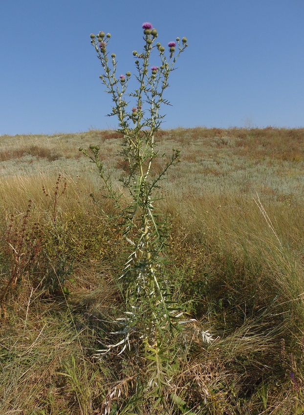 Изображение особи Cirsium ukranicum.