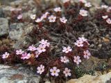 Douglasia ochotensis. Цветущие растения. Магаданская обл., окр. Магадана, пос. Снежная Долина, водораздел в бассейне р. Дукча, каменистое плато в горной тундре. 18.06.2011.