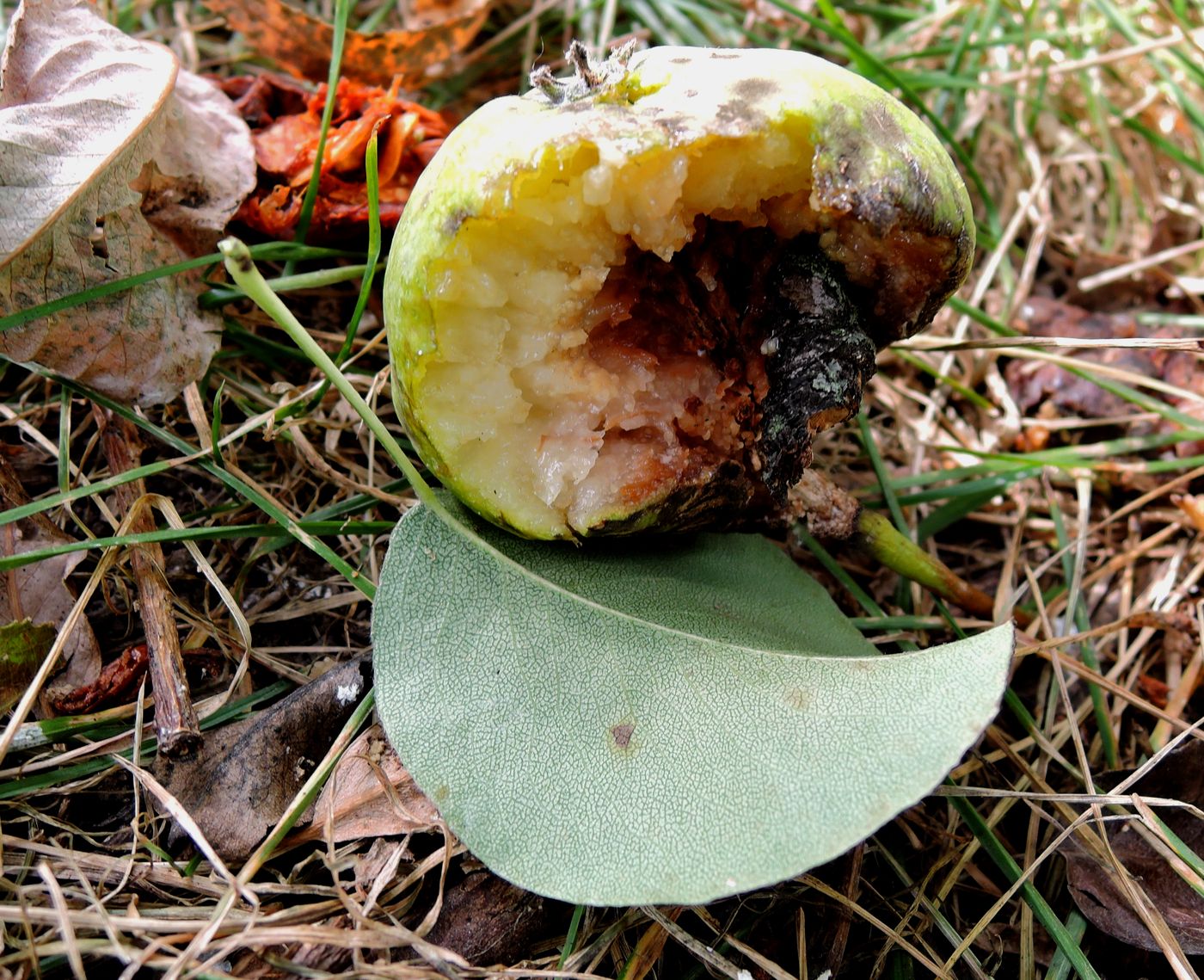 Image of Pyrus communis specimen.