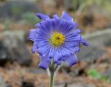 Pulsatilla regeliana. Цветок с увеличенным числом листочков околоцветника. Иркутская обл., Шелеховский р-н, окр. с. Шаманка, берег р. Иркут близ устья р. Куйтун. 17.05.2016.