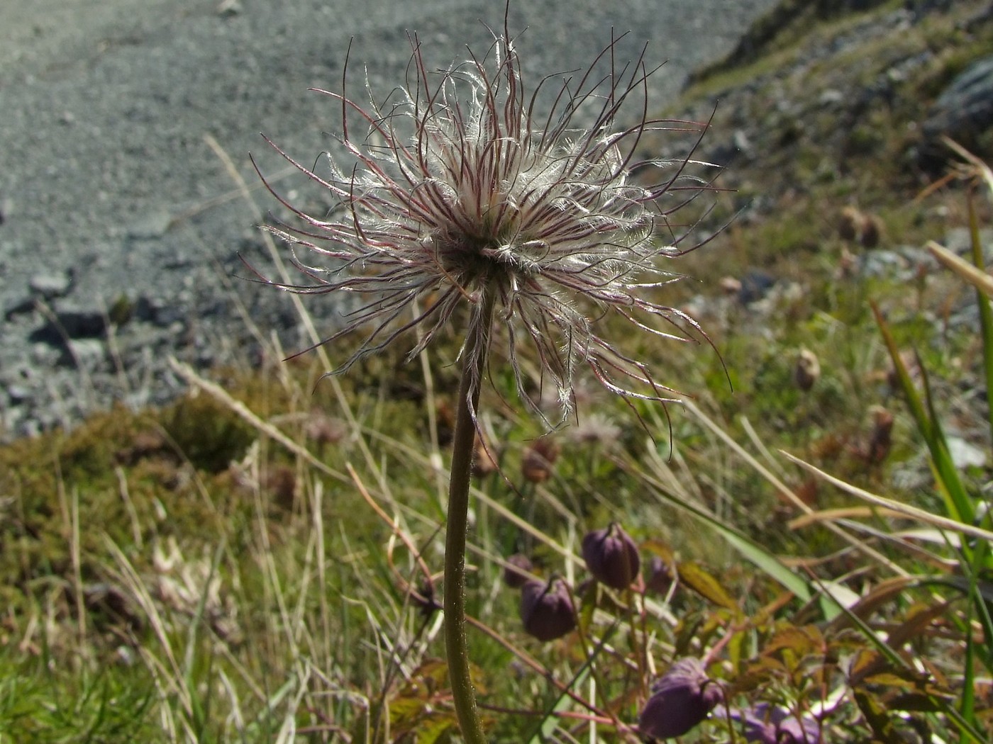 Изображение особи Pulsatilla multifida.