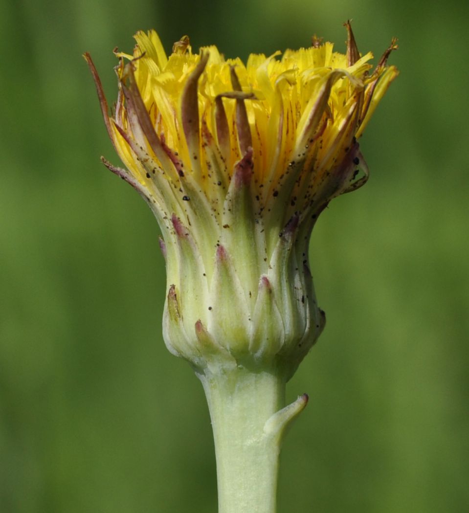 Image of Hypochaeris radicata specimen.