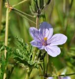 Erodium ciconium. Цветок. Греция, Халкидики. 02.04.2010.