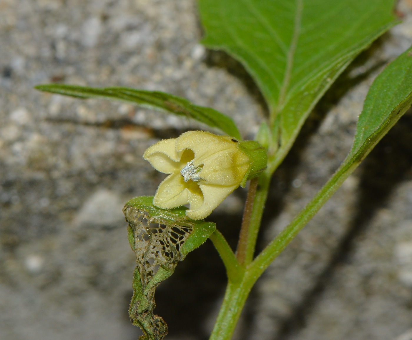 Изображение особи Physalis angulata.
