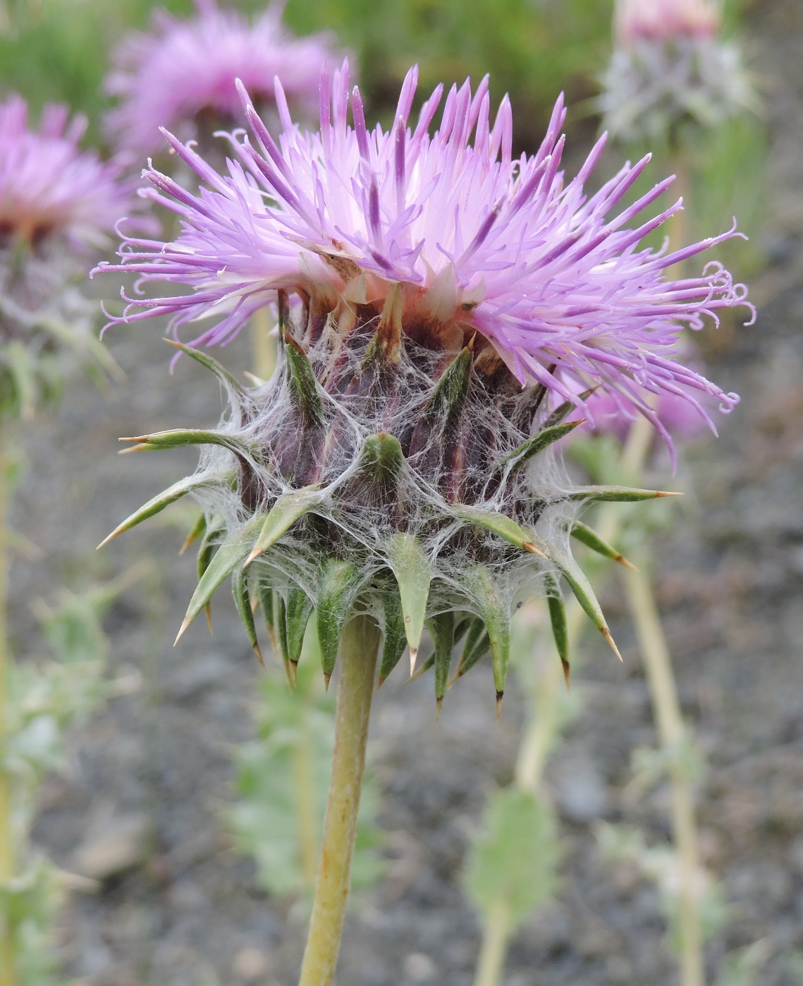 Image of Cousinia echinocephala specimen.