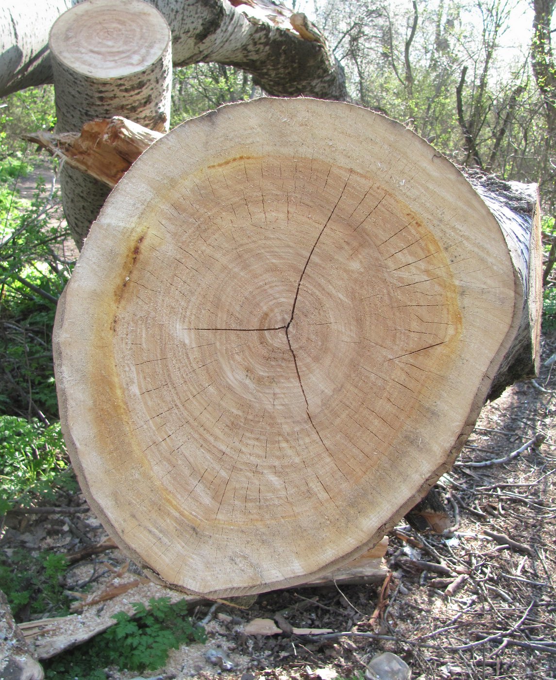 Image of Populus alba specimen.