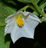 Solanum undatum