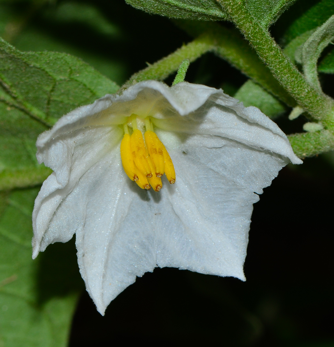 Изображение особи Solanum undatum.