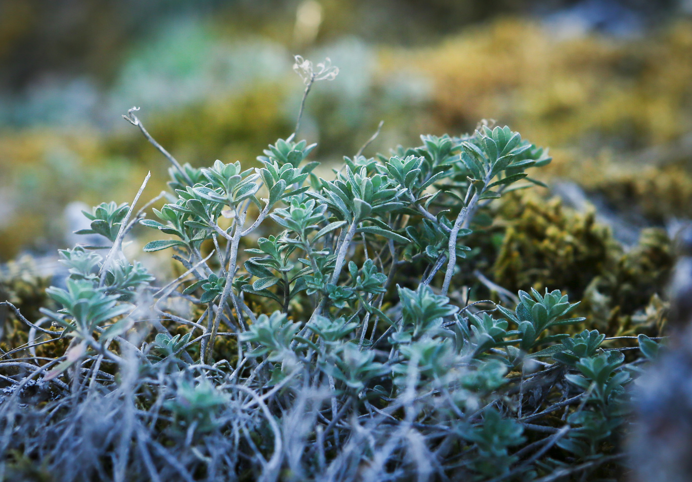 Image of Schivereckia podolica specimen.