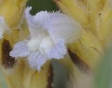 Phelipanche nana